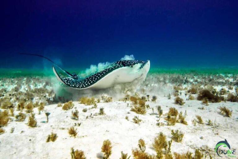 Discover Scuba Diving in Playa del Carmen - 2 dives - The Itinerary in Detail