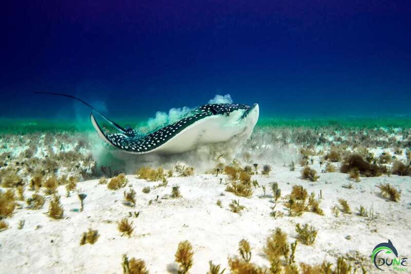 Discover Scuba Diving in Playa del Carmen - 2 dives