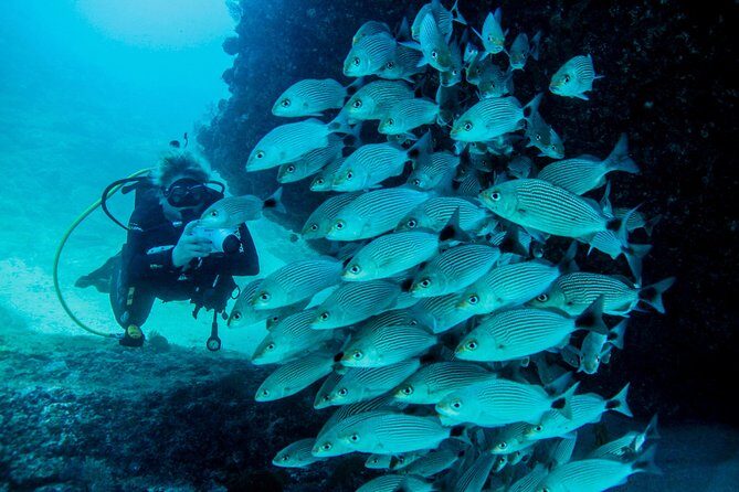 Discover Scuba experience at Las Caletas, Puerto Vallarta - What’s Included and What to Budget For
