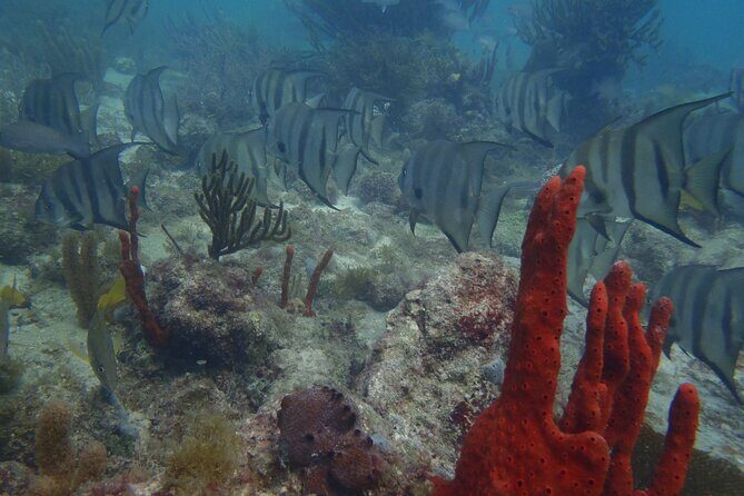 Discover Scuba - The Reviews Speak Volumes