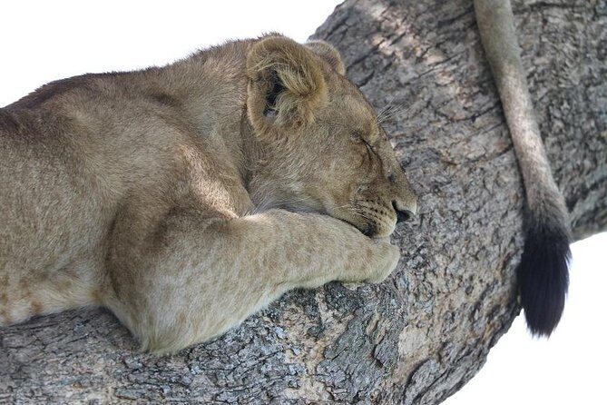 Discover Tanzania through the 3 wild classics - Authentic Encounters and Guide Excellence