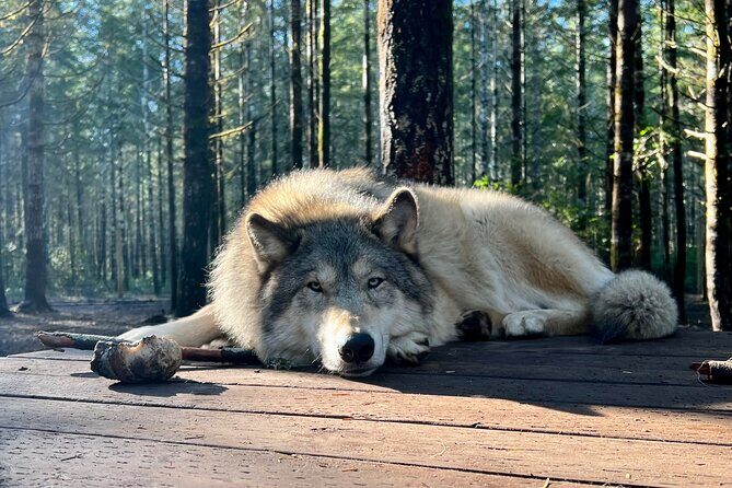 Discover the beauty of the wild & Roam in the spirit of the wolf - The Practical Side: What You Need to Know