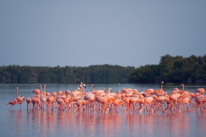 Discover the FABULOUS PINK WATERS at the Caribean (Las Coloradas+Río Lagartos) - FAQ