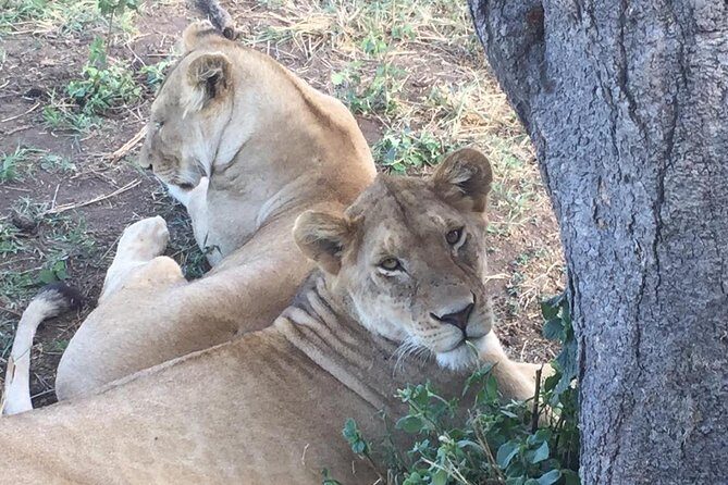 Discover the group joining for 5-day Tanzania safari in 2025 - The Practical Side: Logistics and What to Expect