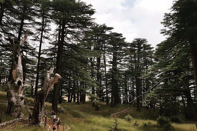 Discover the Hidden Gems: Qadisha, Bcharee, Cedars and Kozhaya - Practical Details and Value