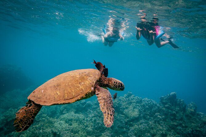 Discover the Magic of Coral Gardens Turtle Town - Maalaea Harbor - Why This Tour Offers True Value