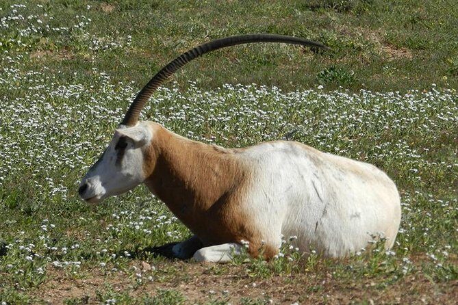 Discovery of the Souss Massa Animal Park in 4x4 - What This Tour Means for You: Value and Authenticity