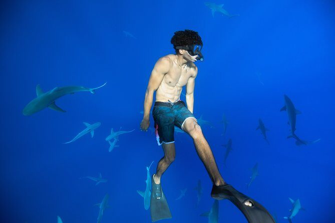 Dive with Sharks in Hawaii: Shark Tour from Haleiwa - The Shark Encounter: What You’ll See and Feel