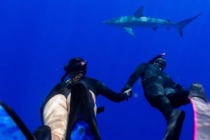 Dive with sharks in Oahu Hawaii: Educational Tour (No cage) - Authentic Marine Encounters and Reviews