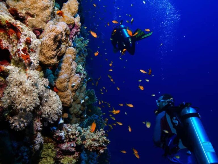 Diving Experience in Khasab - What You Can Expect from the Tour