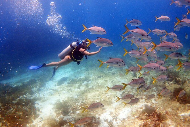 Diving in the Mexican Caribbean for Beginners | 2 Tanks 2 Dives | All Inclusive - What’s Included and What You Should Consider