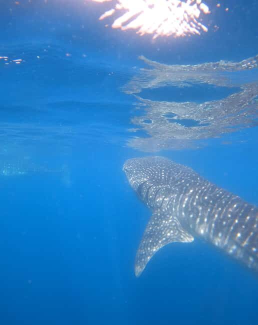 diymaniyat Snorkelling (swim whalesharks or turtles) - FAQ