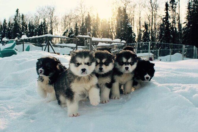Dog Sled Adventure - Why This Tour Is a Great Value