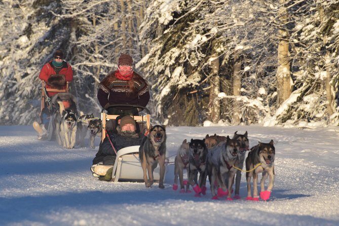 Dog Sledding and Mushing Experience in North Pole - Real Experiences from Travelers