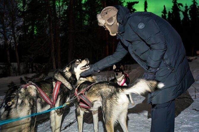 Dog Sledding and Northern Lights Combo Night - Dog Sledding in the Night