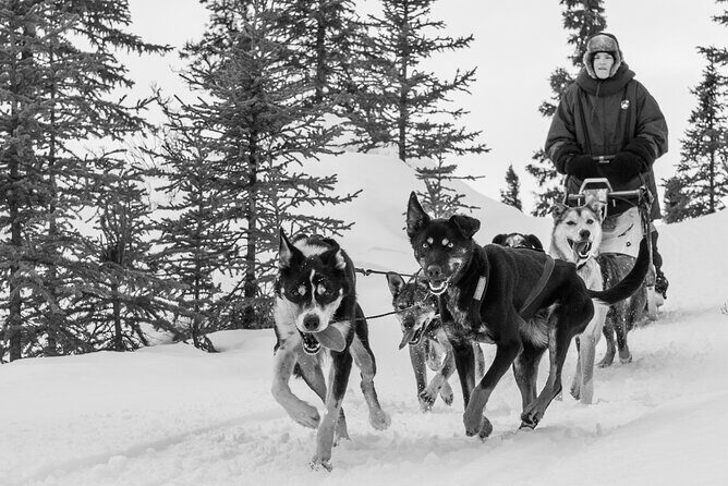 Dog Sledding - Subarctic Wilderness Tour - Authenticity and Expert Guidance
