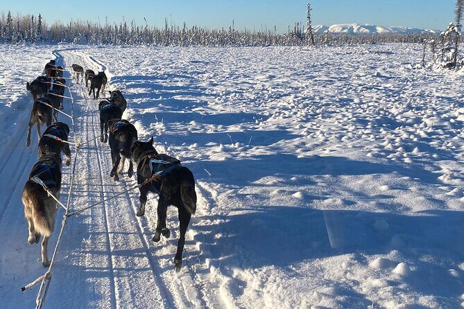 Dog Sledding with Alaskan Huskies - Who Will Love This Tour?