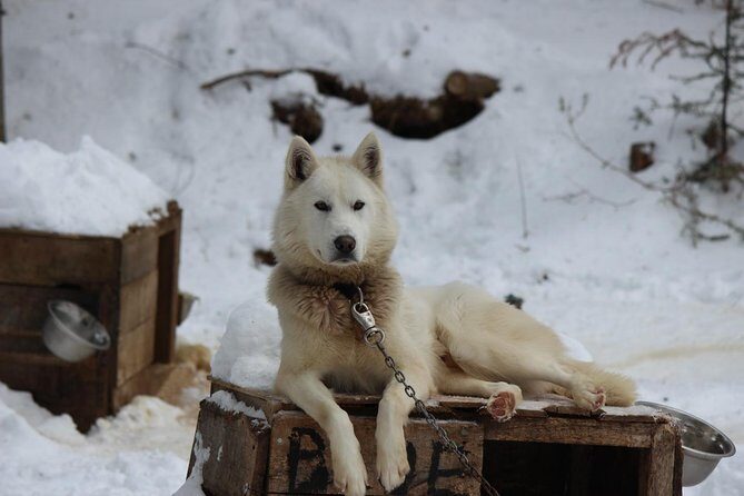 Dogsled Adventure in Mont-Tremblant - The Role of Guides and Safety