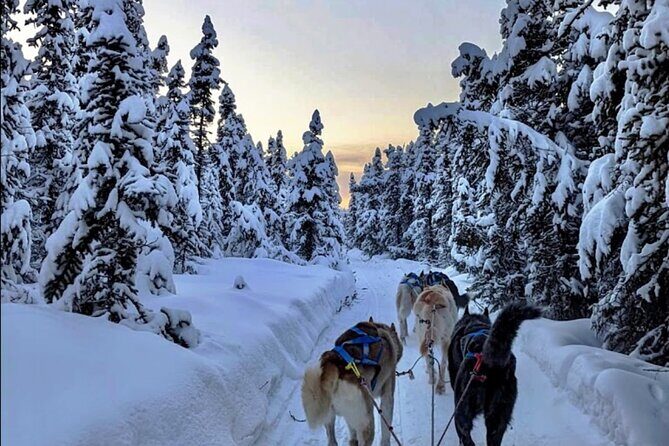 Dogsled Rides - What We Loved About the Experience