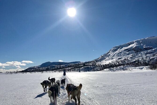 Dogsledding in the Heart of Alaska - Who Will Love This Tour?