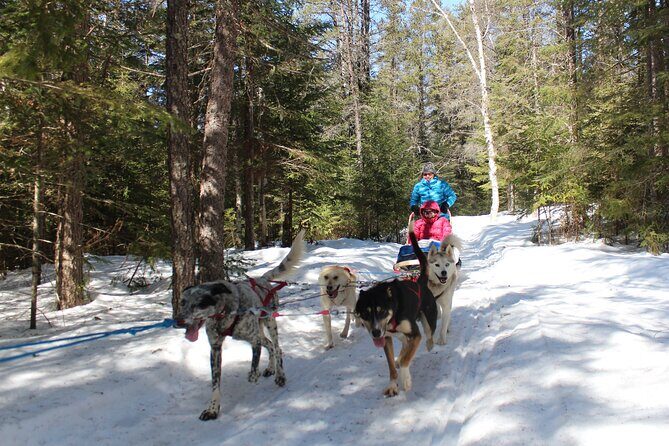 Dogsledding Nordic Adventure in Mont Tremblant - Who Will Love This Experience?