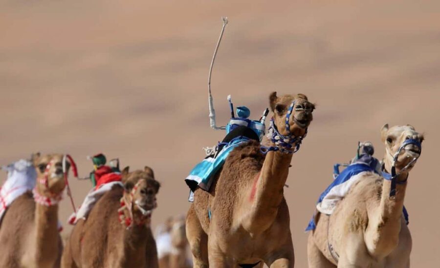 Doha: Camel Race Track and West Coast Private Tour - The Itinerary in Detail