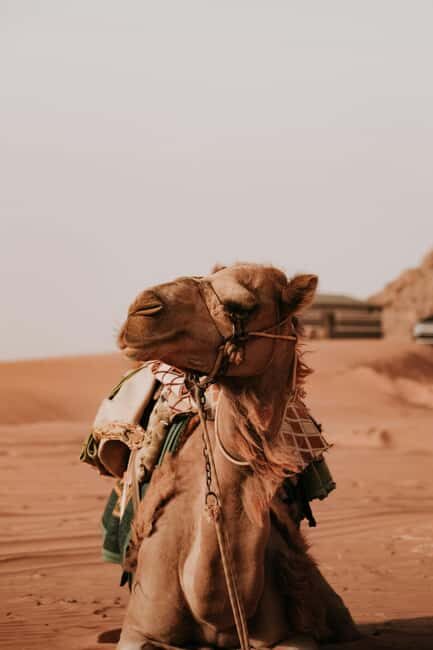 Doha: Desert Safari, Dune Bashing, and Sandboarding Tour - Practical Tips for Travelers