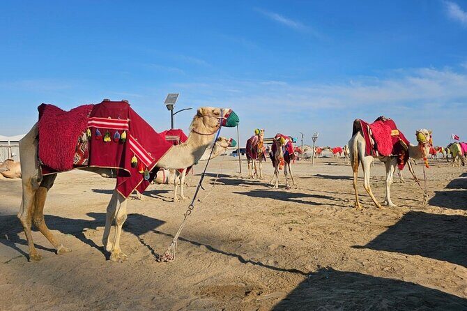 Doha Desert Safari Dune Bashing Camel Ride - The Guides: Knowledgeable, Respectful, and Friendly