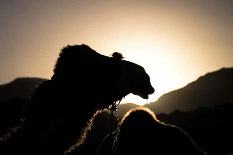 Doha: Night Desert Safari with Camel Ride and Sandboarding - Why This Tour Offers Great Value