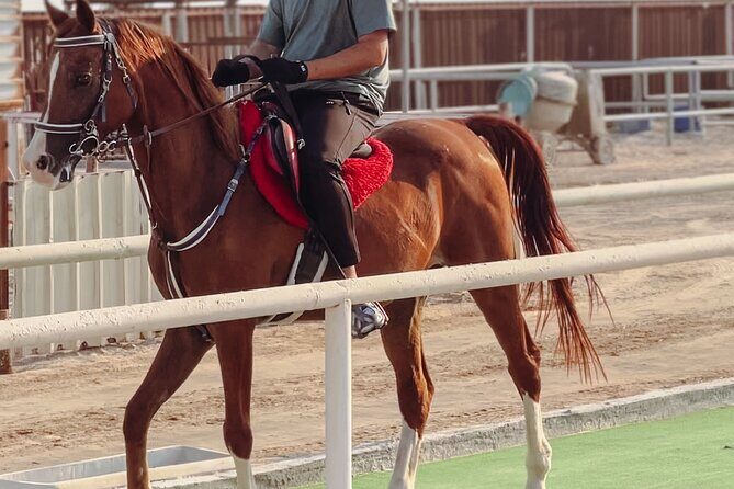 Doha-Private Half Day Safari with Horse Ride/Camel Ride/sandboard - Who Will Love This Tour?
