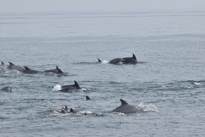 Dolphin and Bird Watching Ecotour Cruise - The Itinerary: What to Expect from This Coastal Adventure