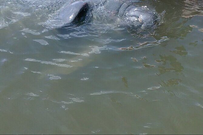 Dolphin and Manatee Adventure Tour of Merritt Island - FAQ