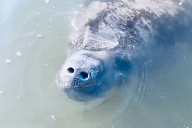 Dolphin and Manatee Kayak and SUP Adventure Tour of Cocoa Beach - Final Thoughts