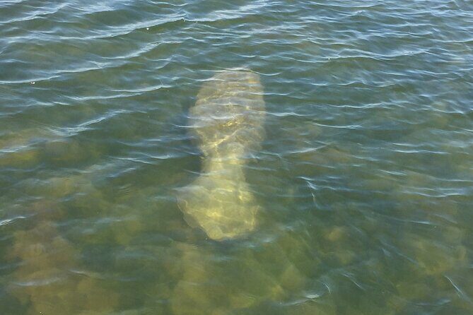 Dolphin and Manatee River Cruise Melbourne, Fl. Tour Time 1030 - Authentic Reviews: What Travelers Say