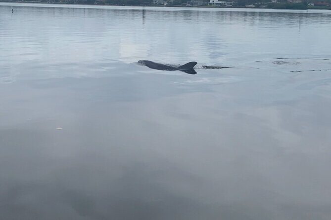 Dolphin and Manatee Tour of Marco Island by Kayak or SUP - What to Expect