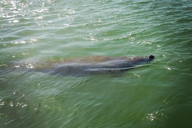 Dolphin and Shelling Cruise for up to 12 people - Who Will Love This Tour?