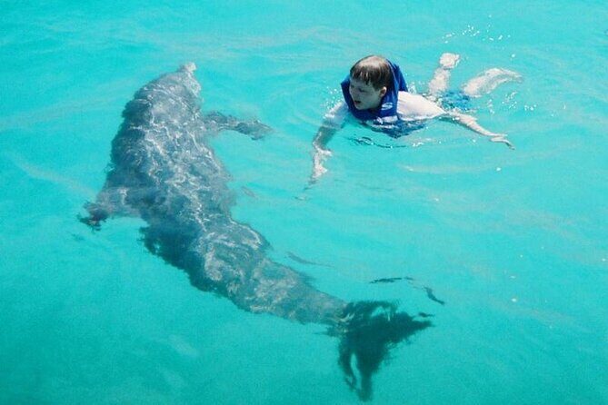Dolphin and Snorkeling Activity in Panama City Florida - Who Would Love This Tour?
