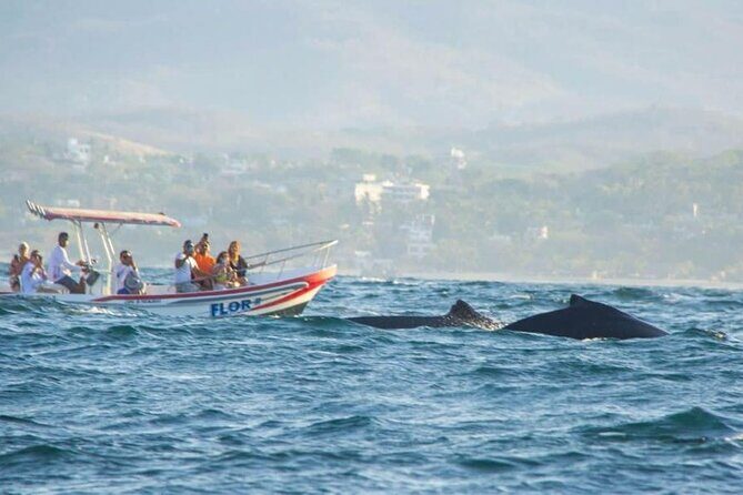Dolphin and Whale Watching Boat Trip in Puerto Escondido - Final Thoughts: Who Is This Tour For?