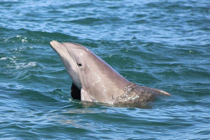 Dolphin and Wildlife Adventure of St. Augustine - The Itinerary: What to Expect at Each Stop