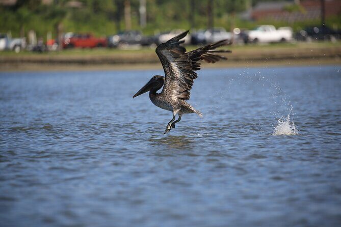 Dolphin and Wildlife Tour at Indian River Shores - Whats Included & Whats Not