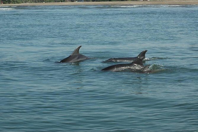 Dolphin Encounter - The Itinerary Breakdown: What to Expect