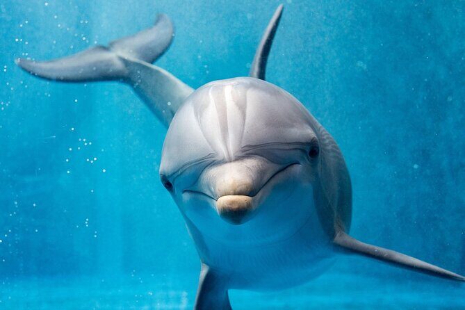 Dolphin House Royal Sea Trip Water Sports W/Transfer - HURGHADA - Who Will Love This Tour?