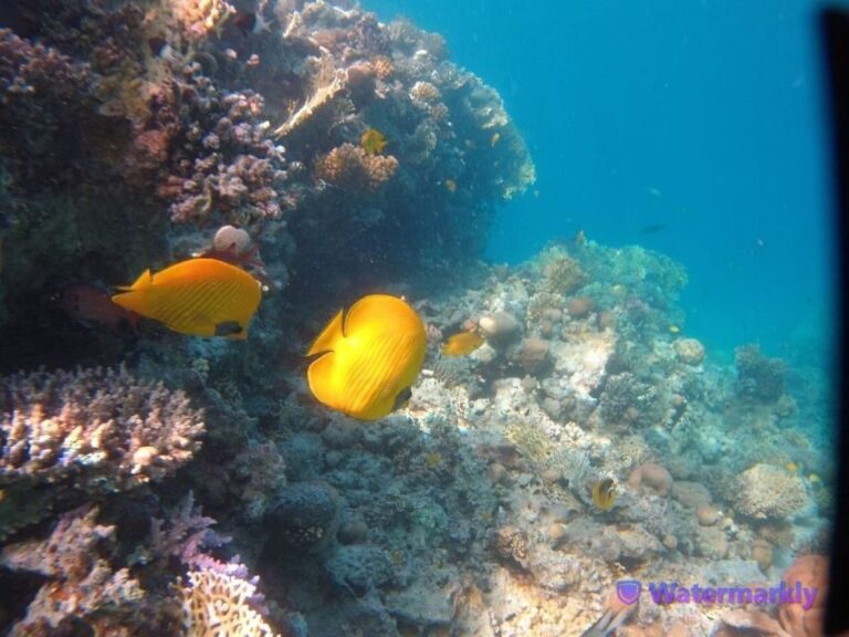 Dolphin house snorkeling trip - The Value of This Tour