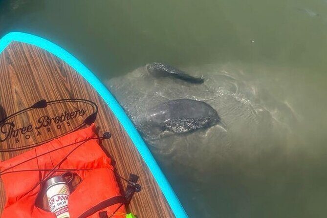 Dolphin, Manatee and SeaTurtle SUP Adventure Tour of St Augustine - The Real Experience: Authenticity and Tips