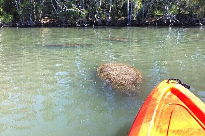 Dolphin & Manatee Kayaking Tour in Orlando Area - What to Expect on the Water