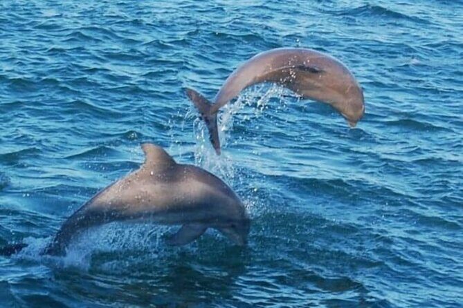 Dolphin & Sunset Cruises - An In-Depth Look at the Experience
