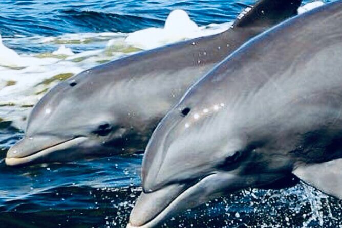 Dolphin Sunset Tour in Orange Beach - The Experience in Detail