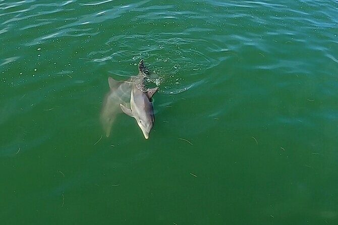 Dolphin Tour in St. Pete Beach - Practical Details for Travelers