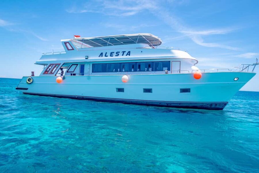 Dolphin Tour with Red Sea Fun. The Best in Hurghada - What to Keep in Mind