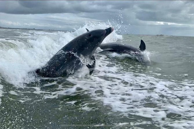 Dolphin Tours - Fort Myers Beach / Naples - What Makes This Tour Special?